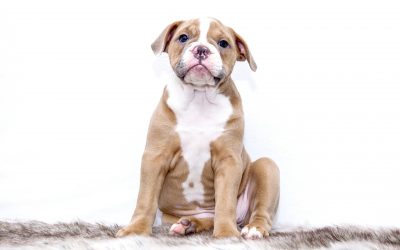 Bringing Home a Rescue Dog Advice