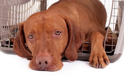 All About Crate Training