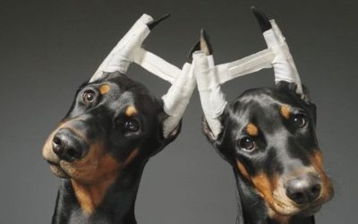 Tail Docking and Ear Cropping (Opinion Piece)