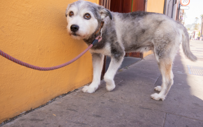 How to Bond with a Scared Dog