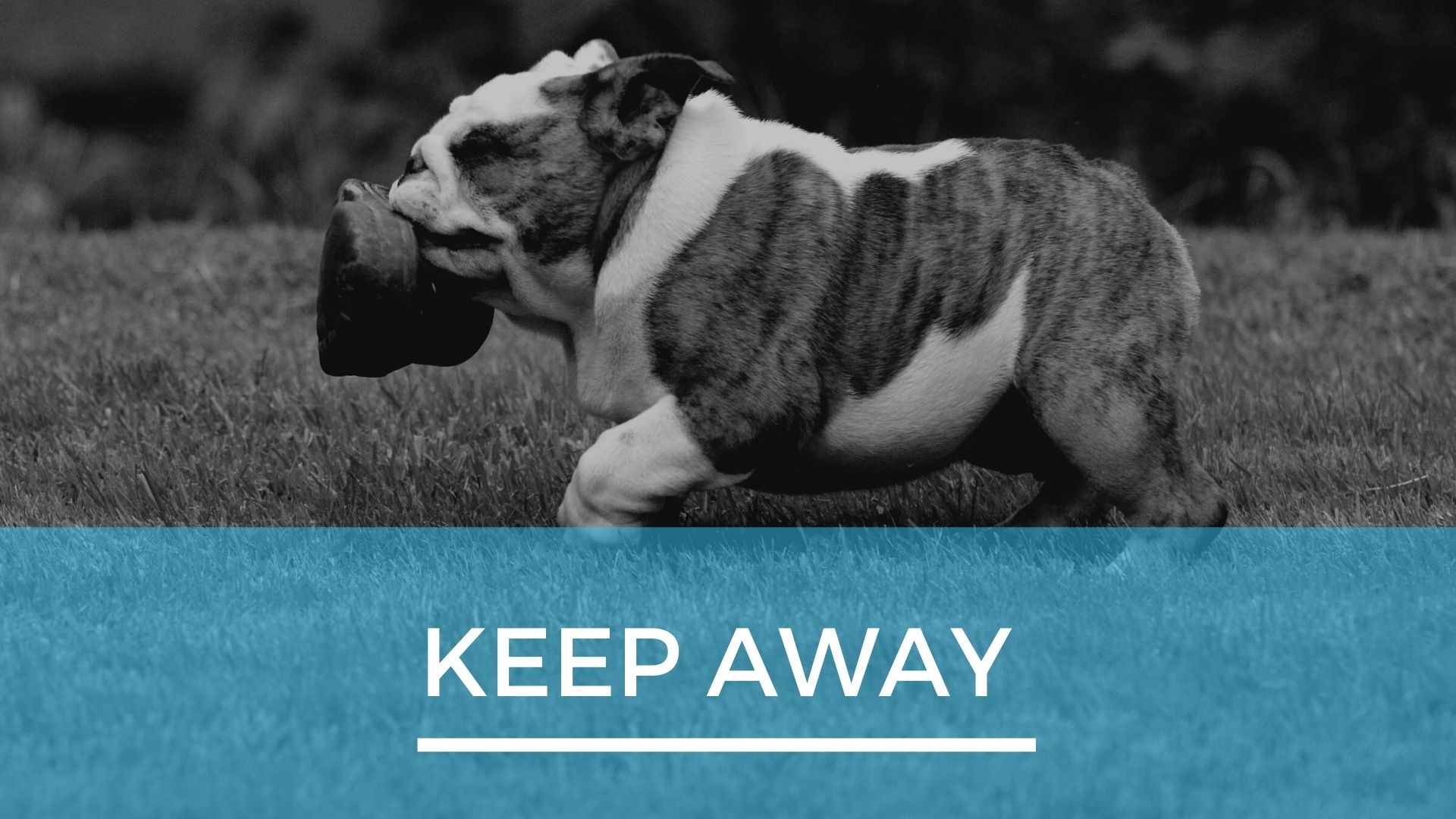 Dog Playing Keep Away