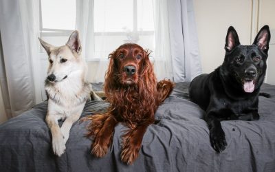 Calm Greetings: Calm Dogs