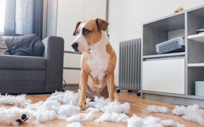 All About Dog Separation Anxiety