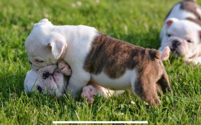 Intro to Puppy Body Language