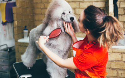 Intro To Dog Handling