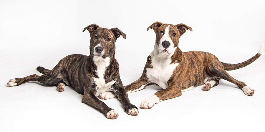 Dogs Meal Time - But Make it Training