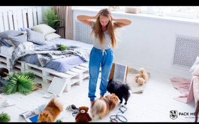 Reconnecting with Your Dog During Frustrating Moments