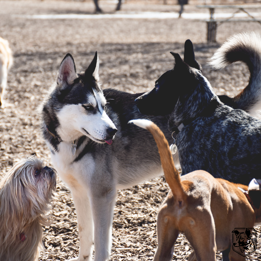 dog park full of dogs