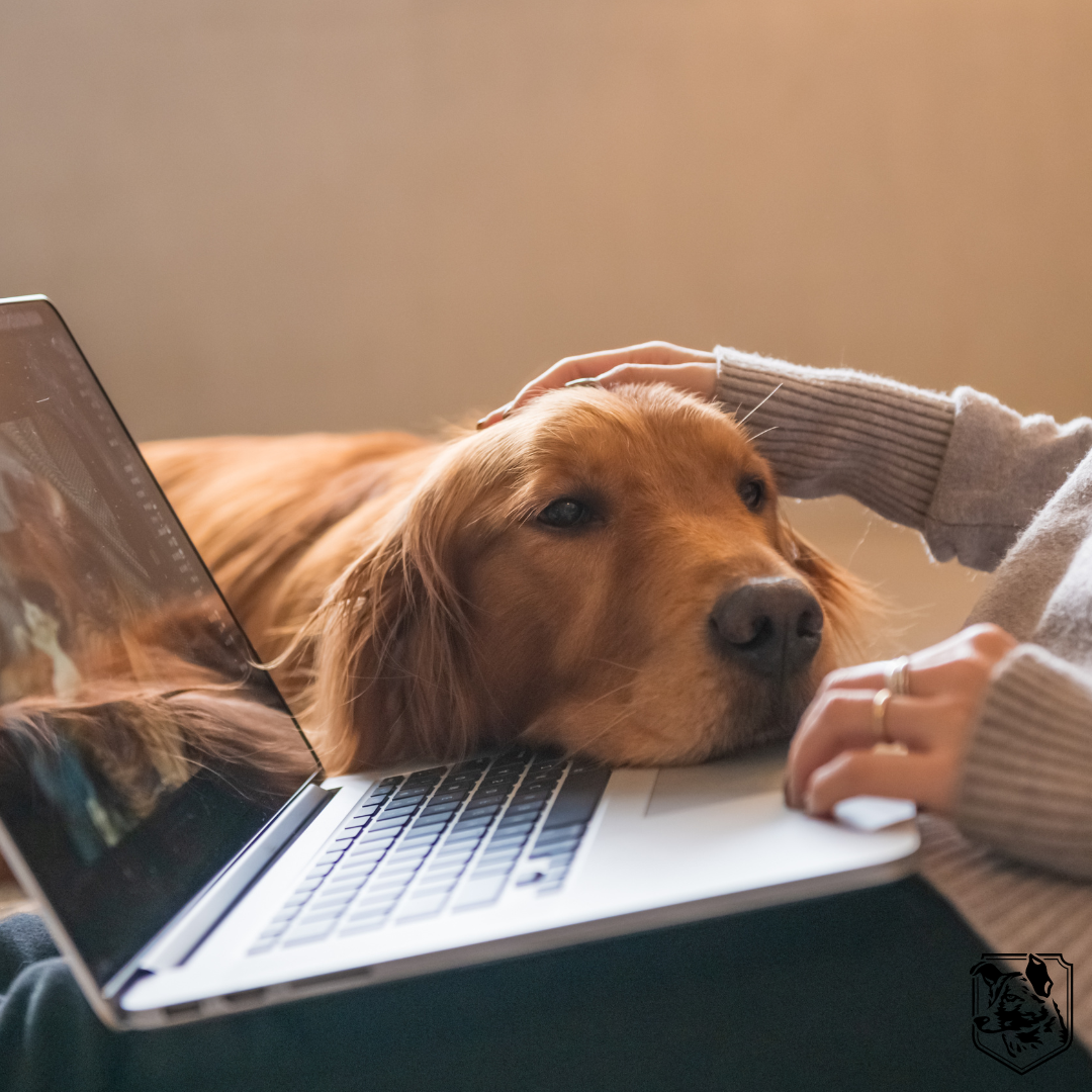 Unleash the Power of Positive Dog Training