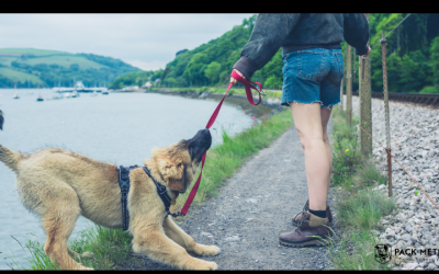 Why Does My Dog Grab the Leash When Walking?