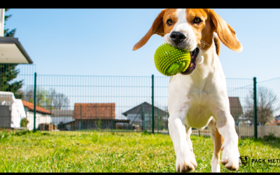 Why Does My Dog Drop the Ball Away From Me?