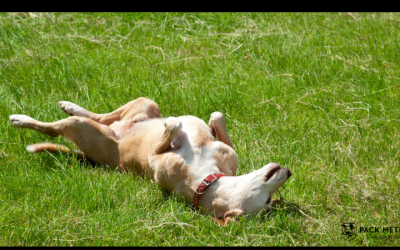 How to Stretch Your Dog: Essential Tips for Canine Flexibility