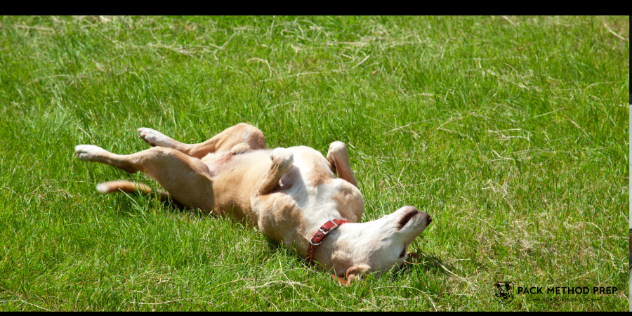 How to Stretch Your Dog