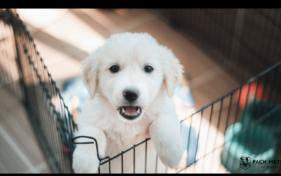How To Stop Puppies From Biting (5 Tips ) and When Do Puppies Stop Biting