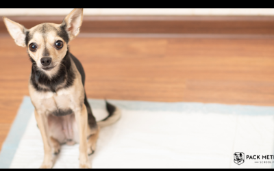 How to Train Your Dog to Poop in One Spot