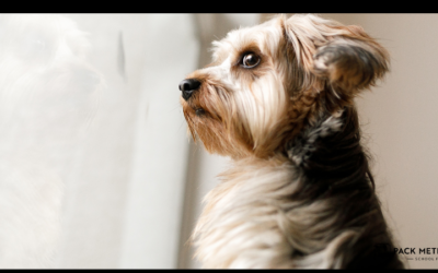 Teaching Your Pup How To Be Alone – Separation Training