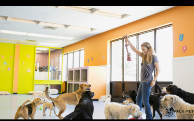 The Benefits of Enrichment Activities for Dogs